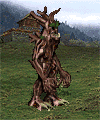 Ent